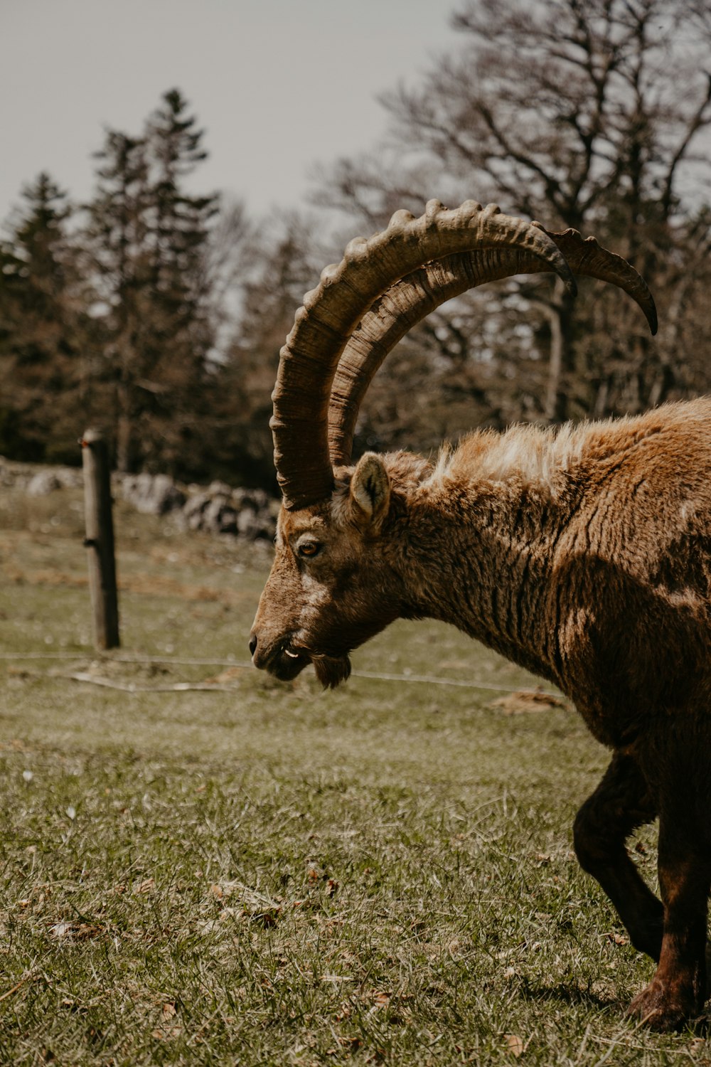 Una cabra marrón con cuernos largos de pie en un campo