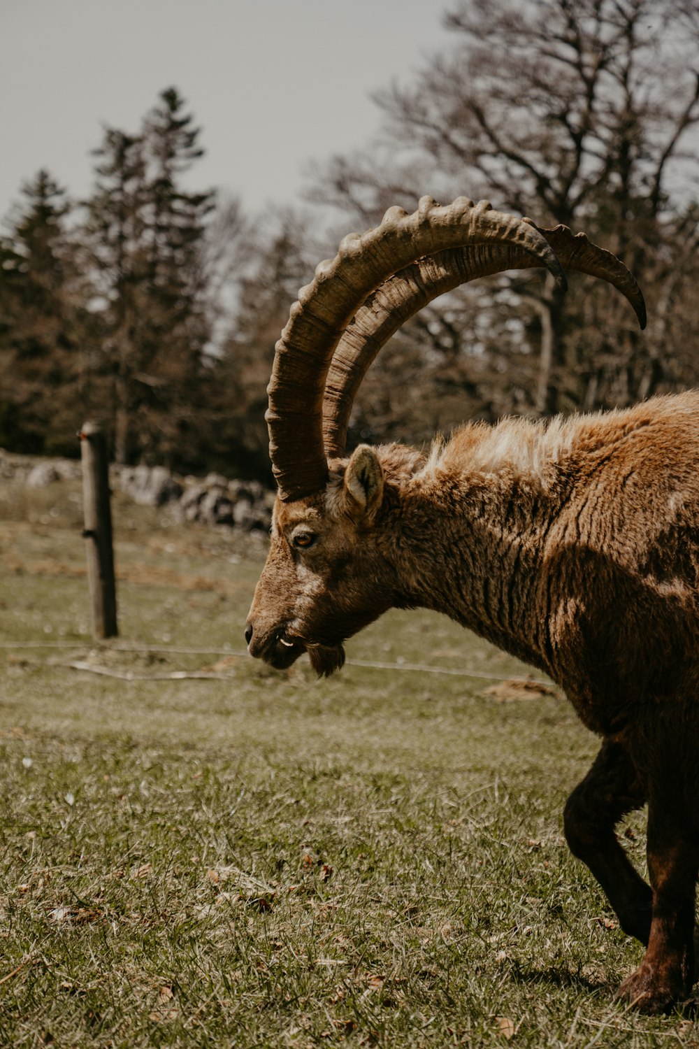 a brown goat with long horns standing in a field