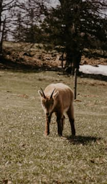 Steinbock