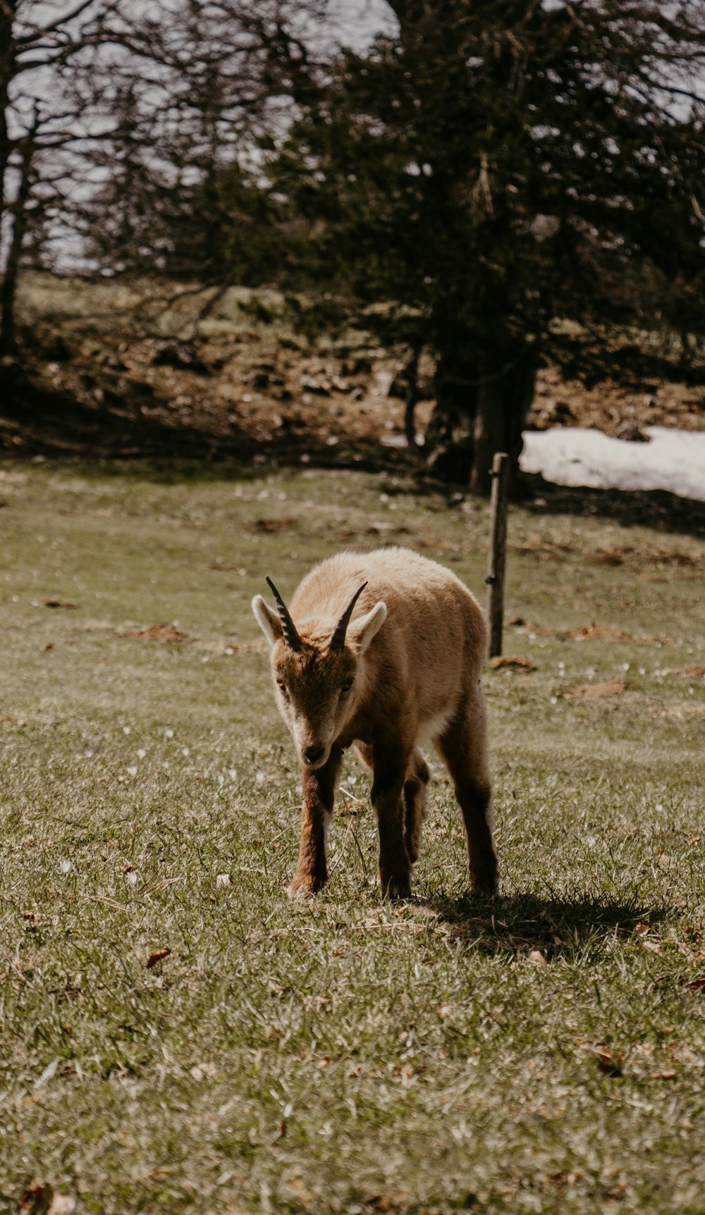 a small goat standing on top of a lush green field