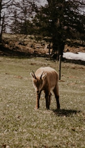 Black Goat