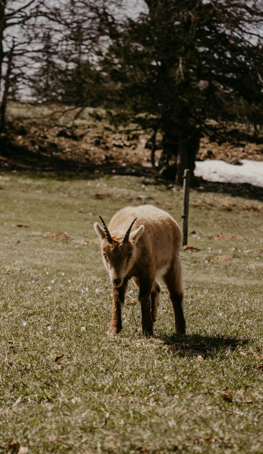 une petite chèvre debout au sommet d’un champ verdoyant