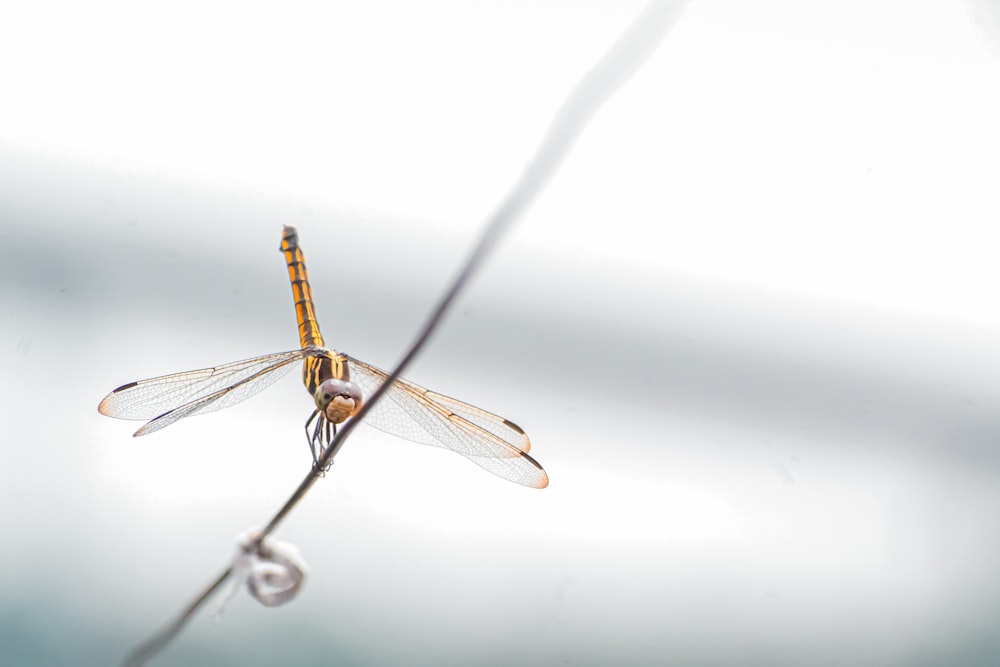 a close up of a dragonfly on a branch