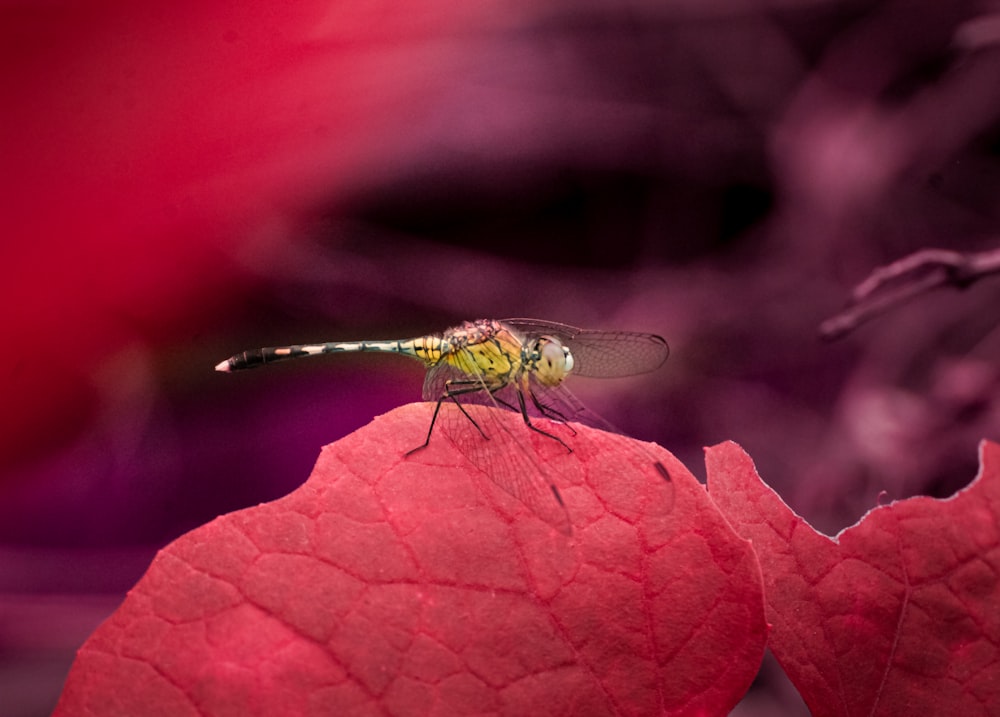 a fly sitting on top of a red flower