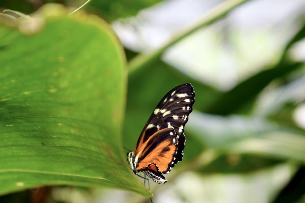 Eine Nahaufnahme eines Schmetterlings auf einem Blatt