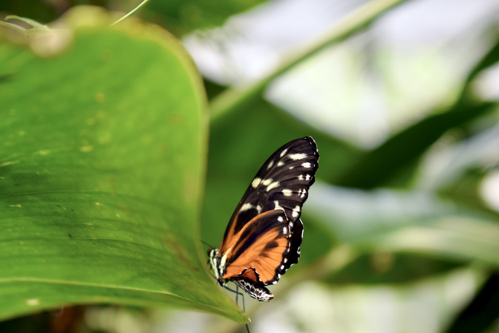 um close up de uma borboleta em uma folha