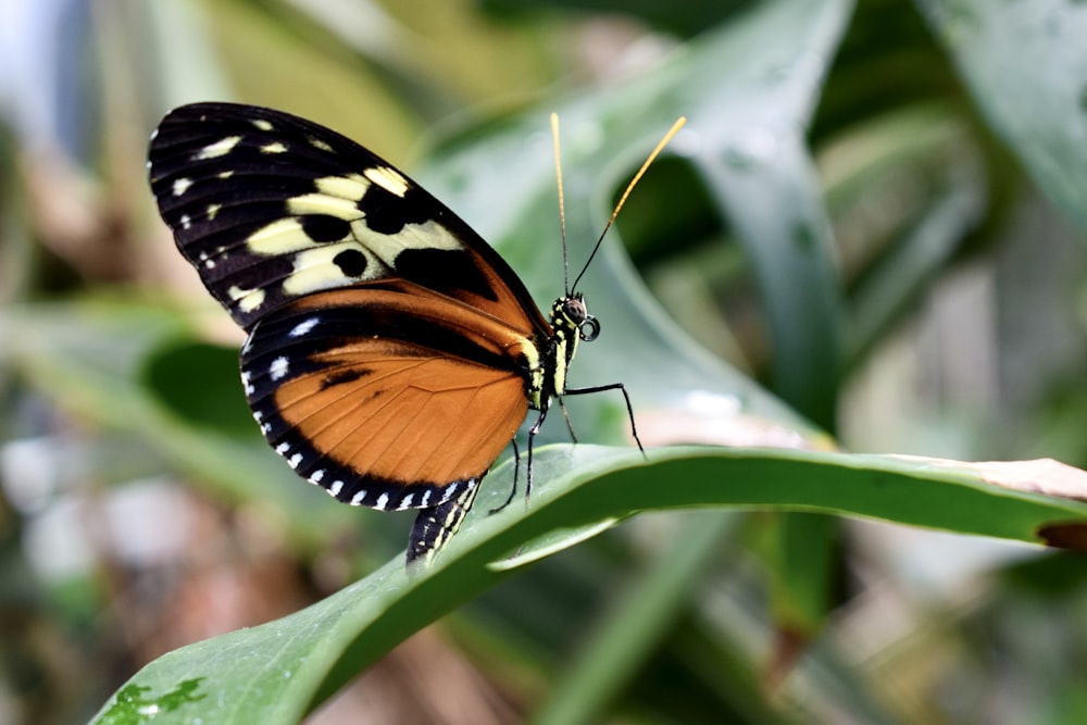 a close up of a butterfly on a leaf