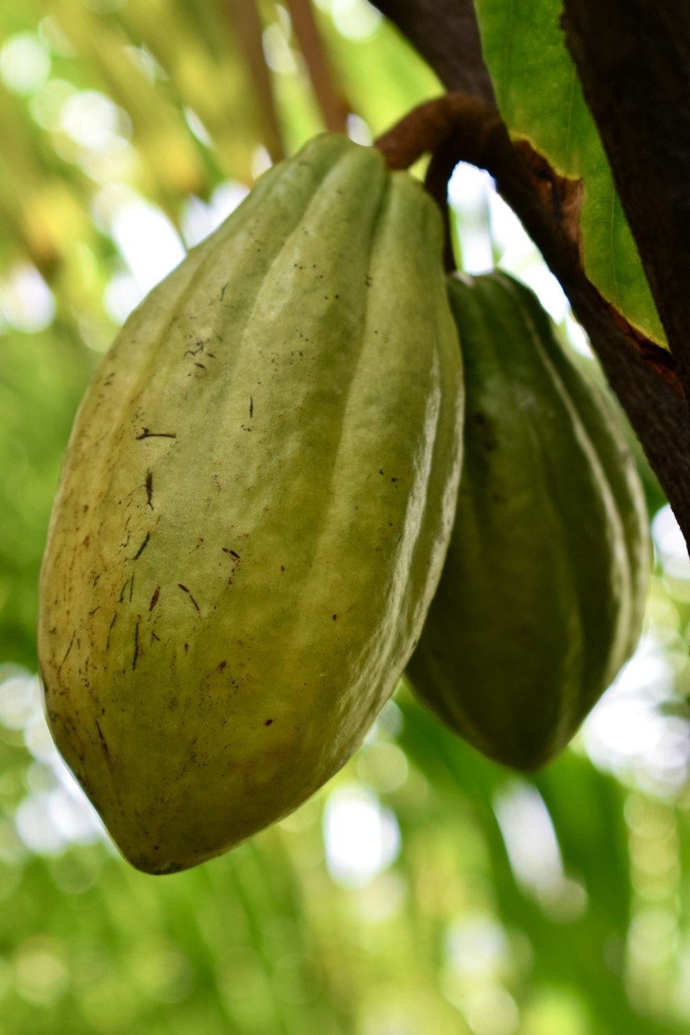 a close up of a fruit hanging from a tree