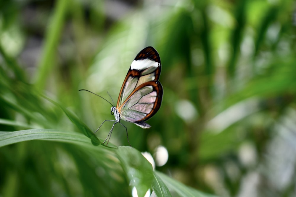 a white and brown butterfly sitting on top of a green leaf
