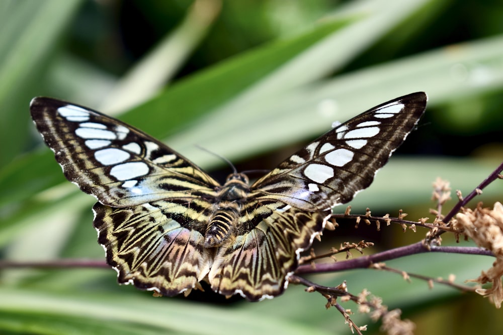 a close up of a butterfly on a plant