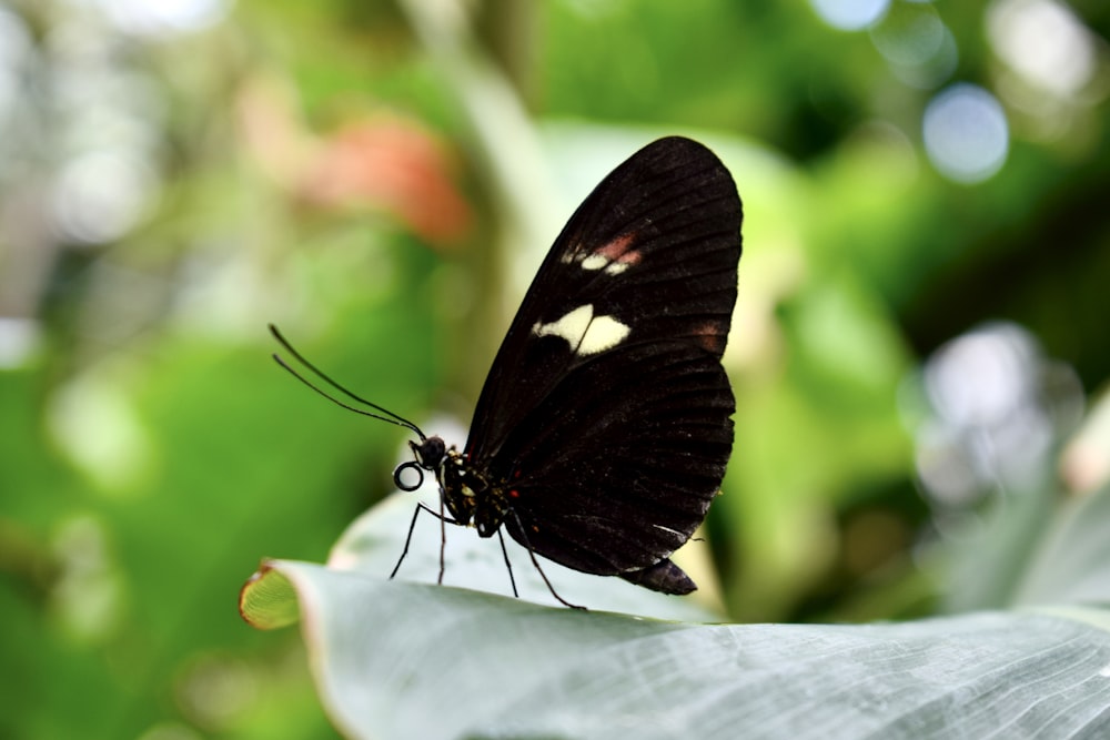 a black and white butterfly sitting on a leaf