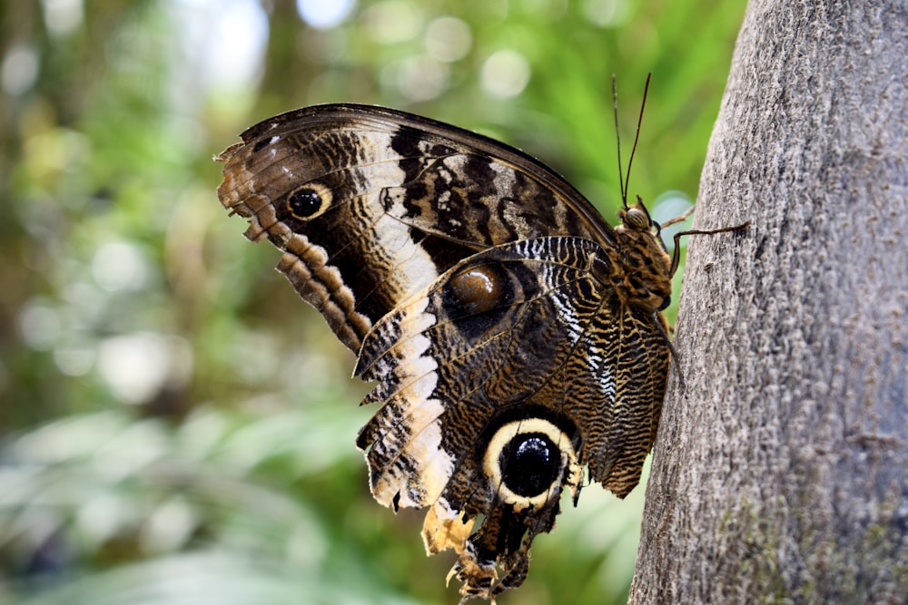 a close up of a butterfly on a tree