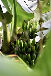 Tropical Green Bananas