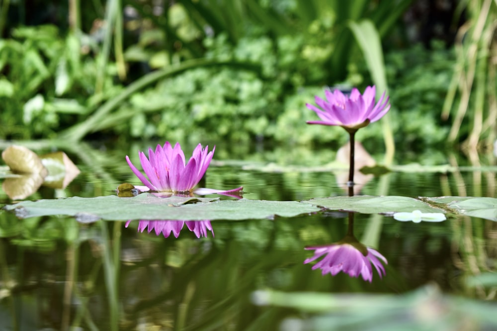 a couple of purple flowers floating on top of a lake