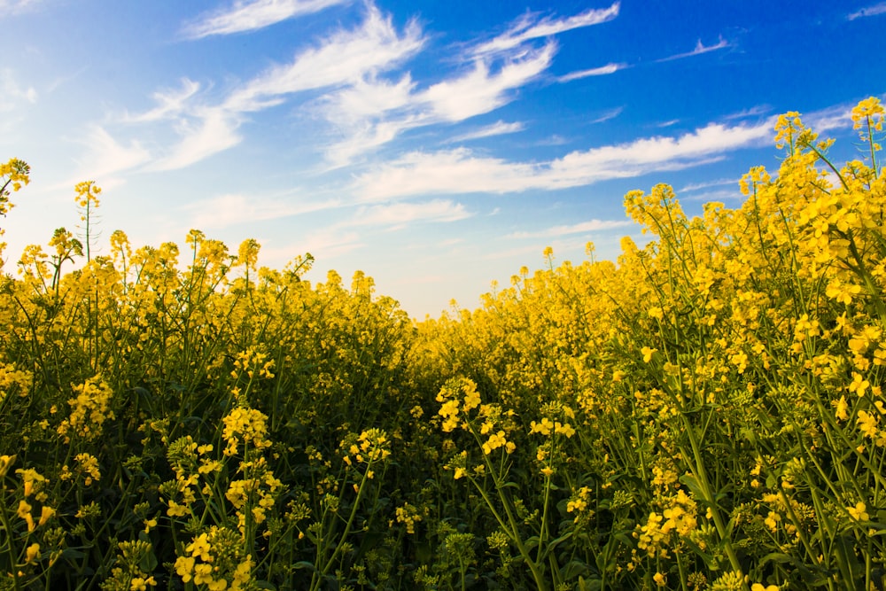 Un campo pieno di fiori gialli sotto un cielo blu