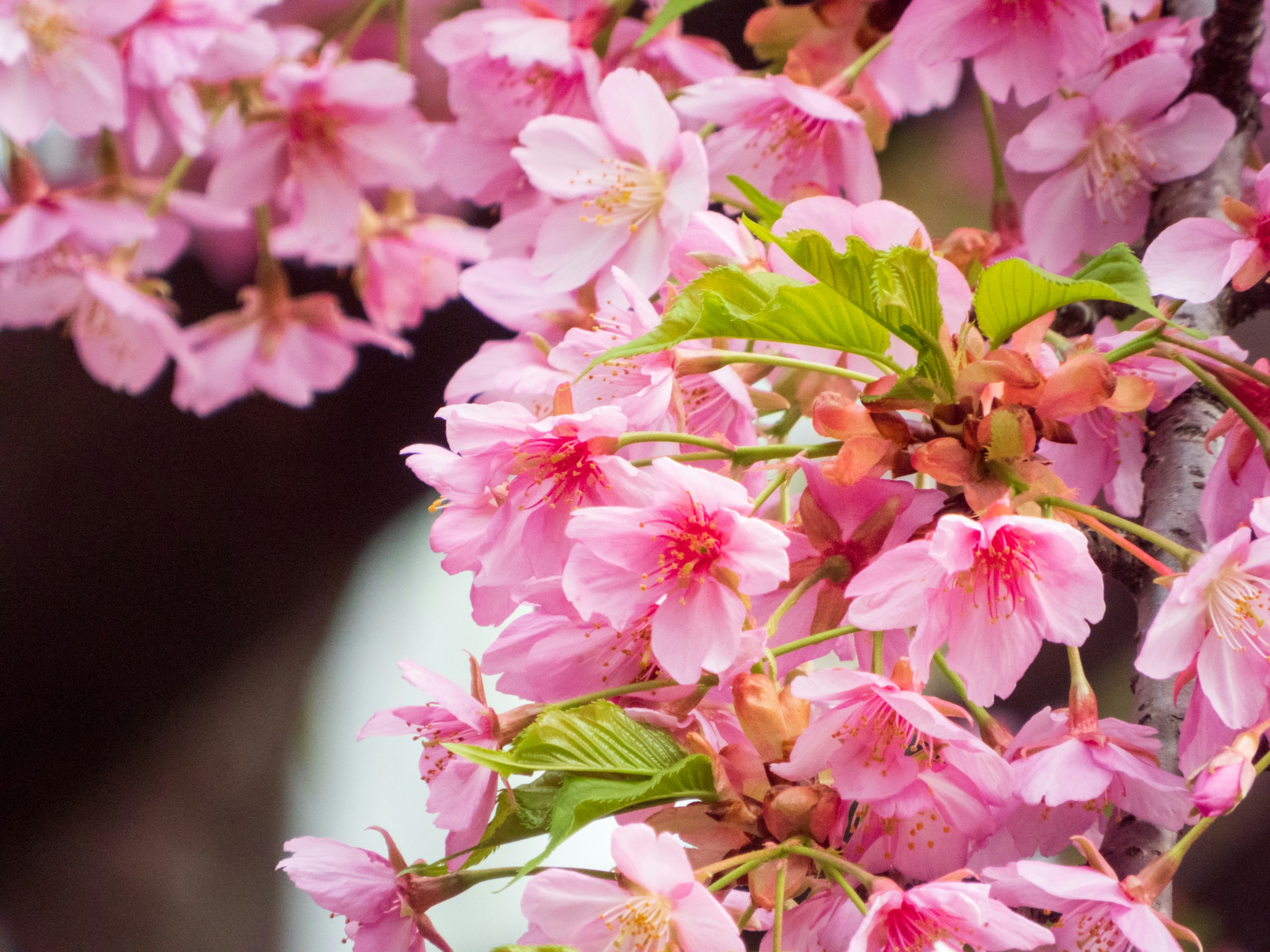 Photo by heppoko_yama