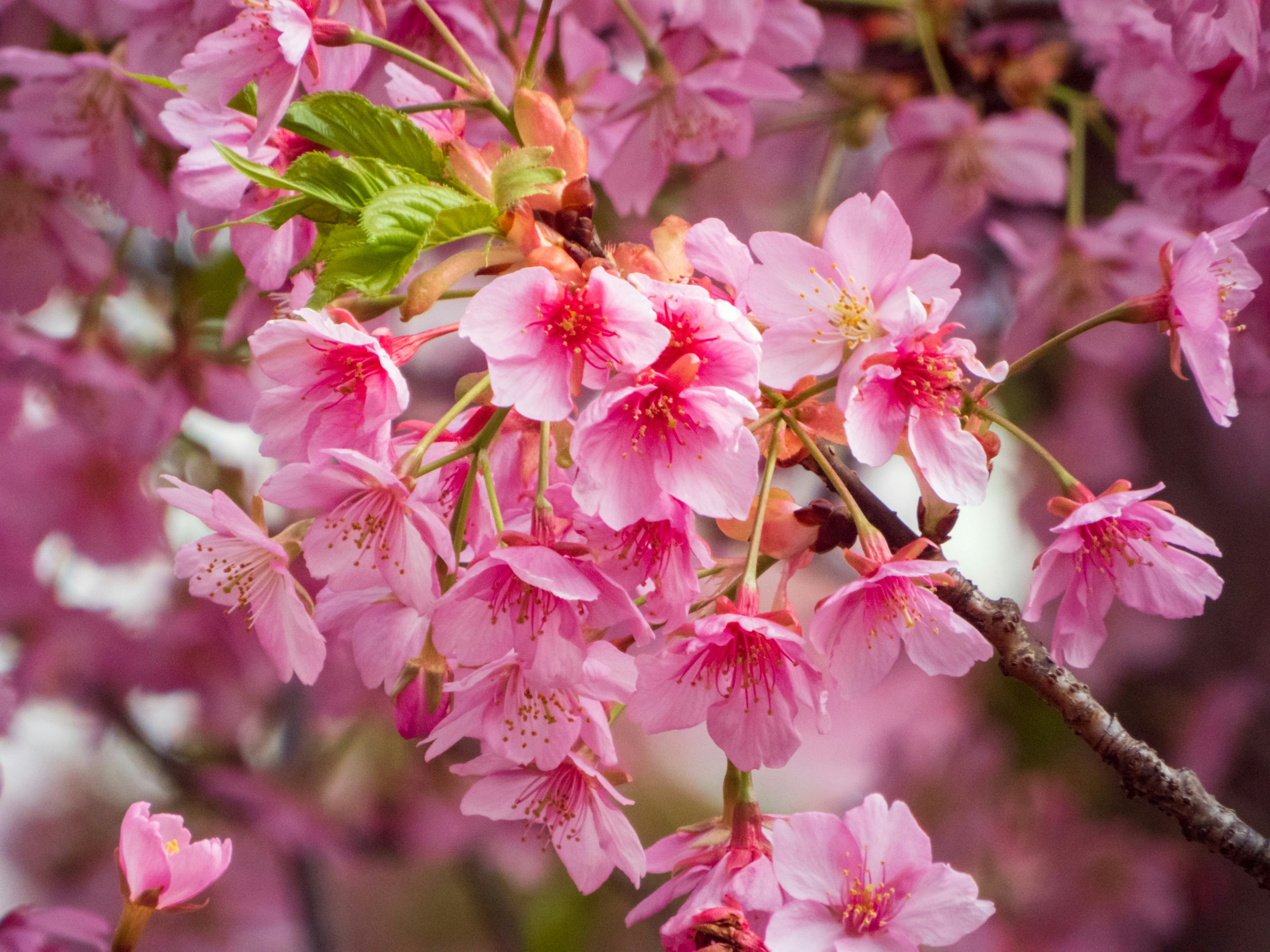 Photo by heppoko_yama