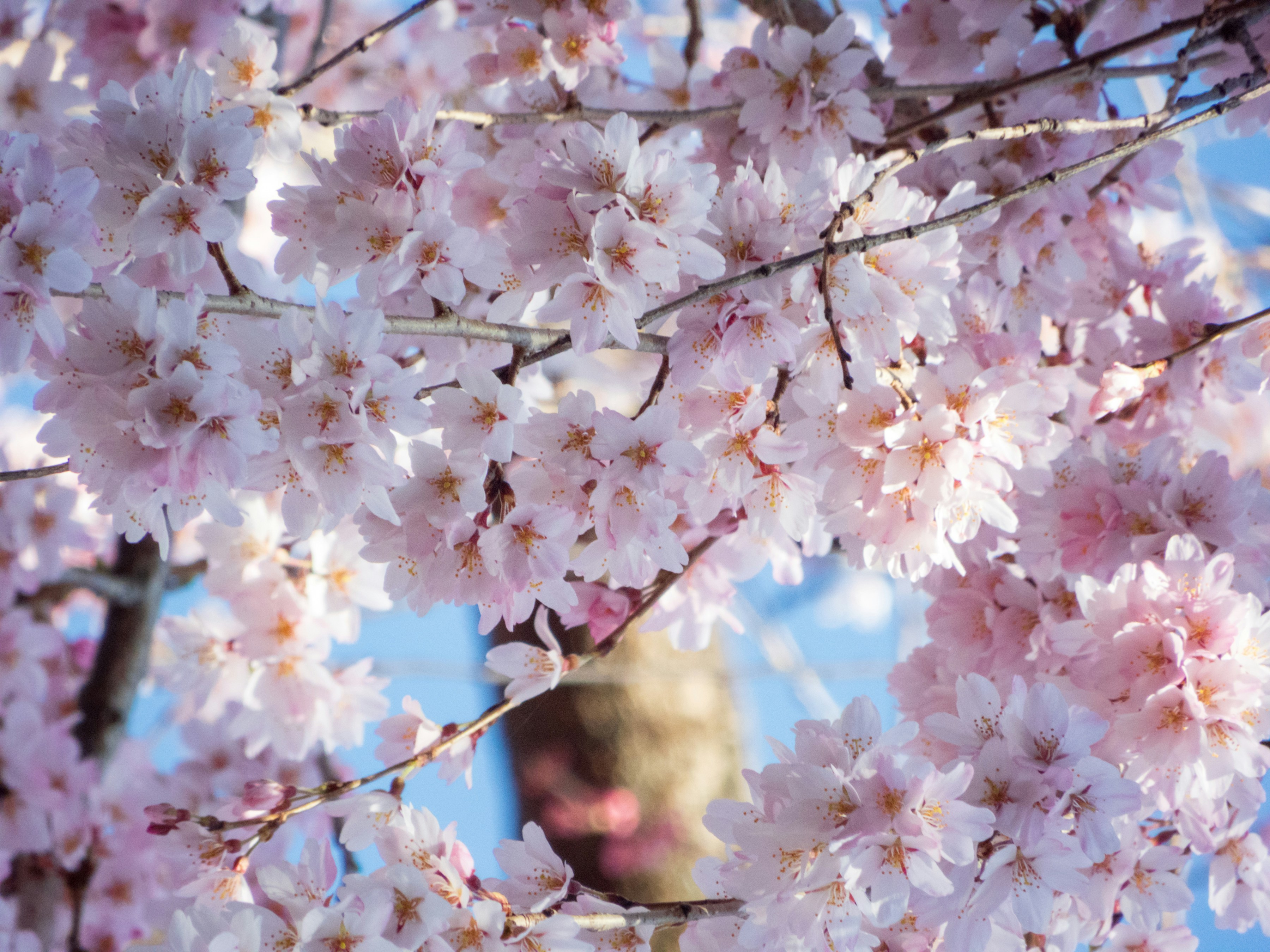 Photo by heppoko_yama