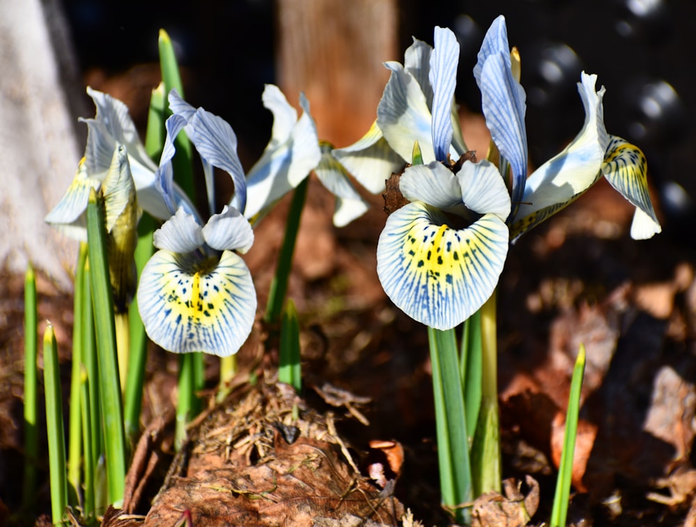 un gruppo di fiori blu e bianchi sul terreno