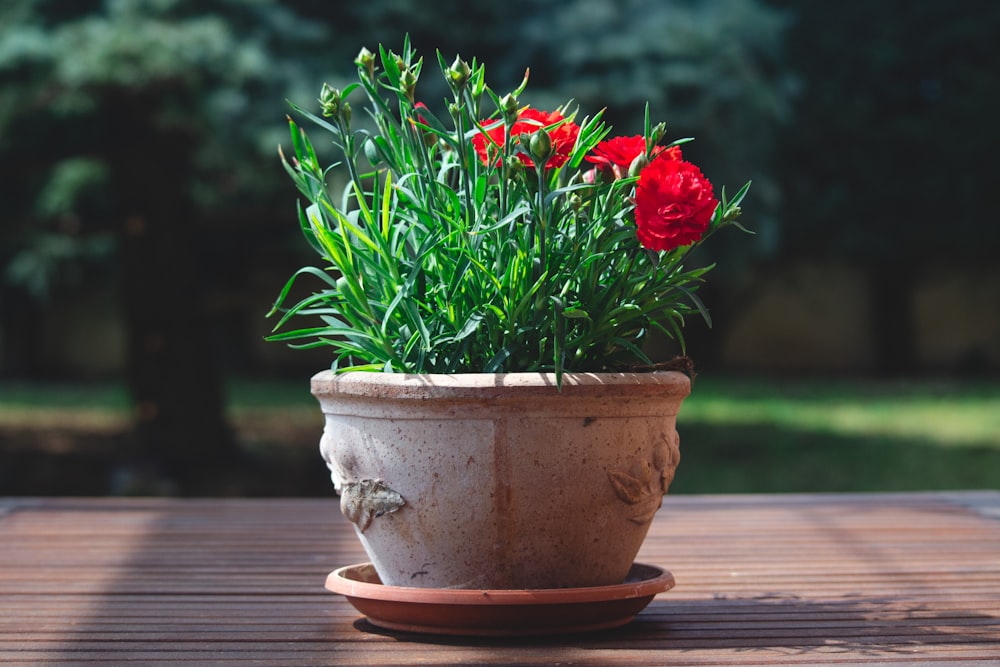 a potted plant with red flowers on a wooden table