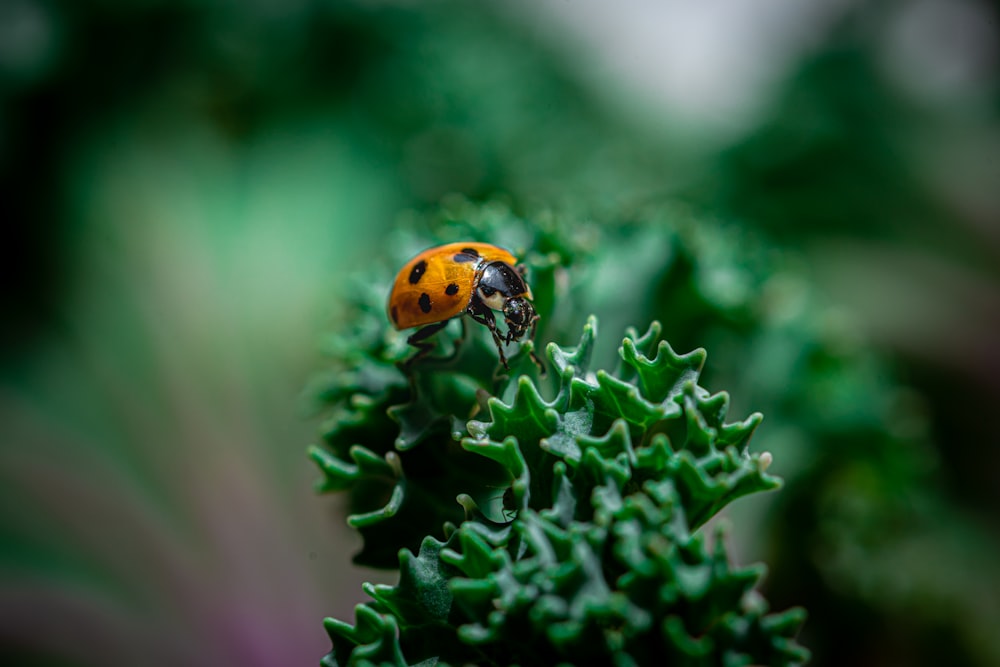 Una lady bug sentada encima de una planta verde