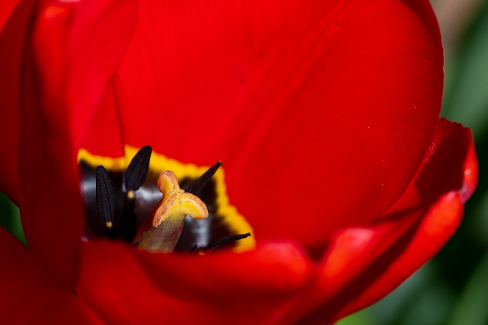 a close up of a red flower with a yellow center