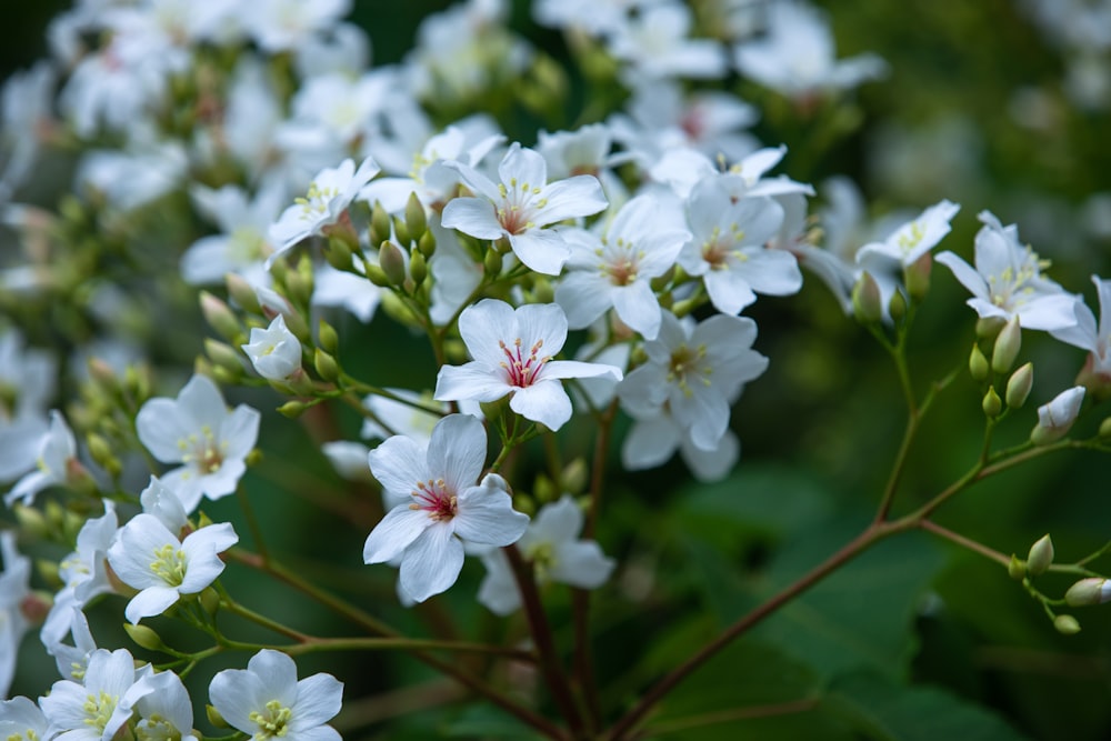 a bunch of white flowers with green leaves