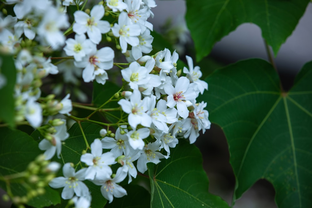 a bunch of white flowers with green leaves