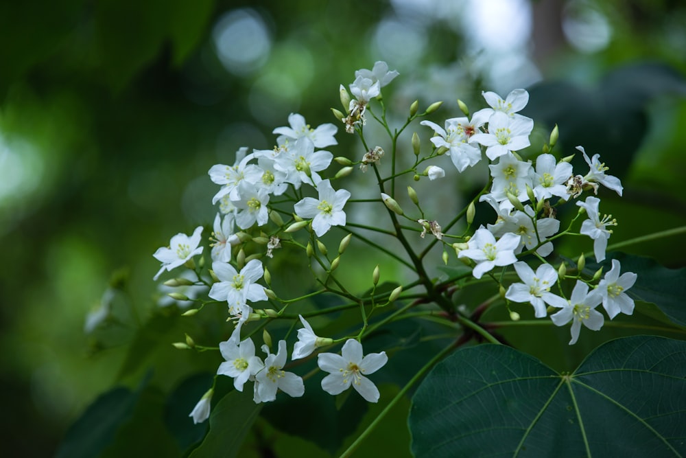 a bunch of white flowers with green leaves