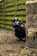 A person wearing a tactical outfit, including a helmet with a camera and a face mask, is crouching behind a haystack in an outdoor area. The person is holding a paintball gun and equipped with gear suitable for an action-packed activity. The scene is set against a background of a wooden fence and a ground covered with dead grass and foliage.