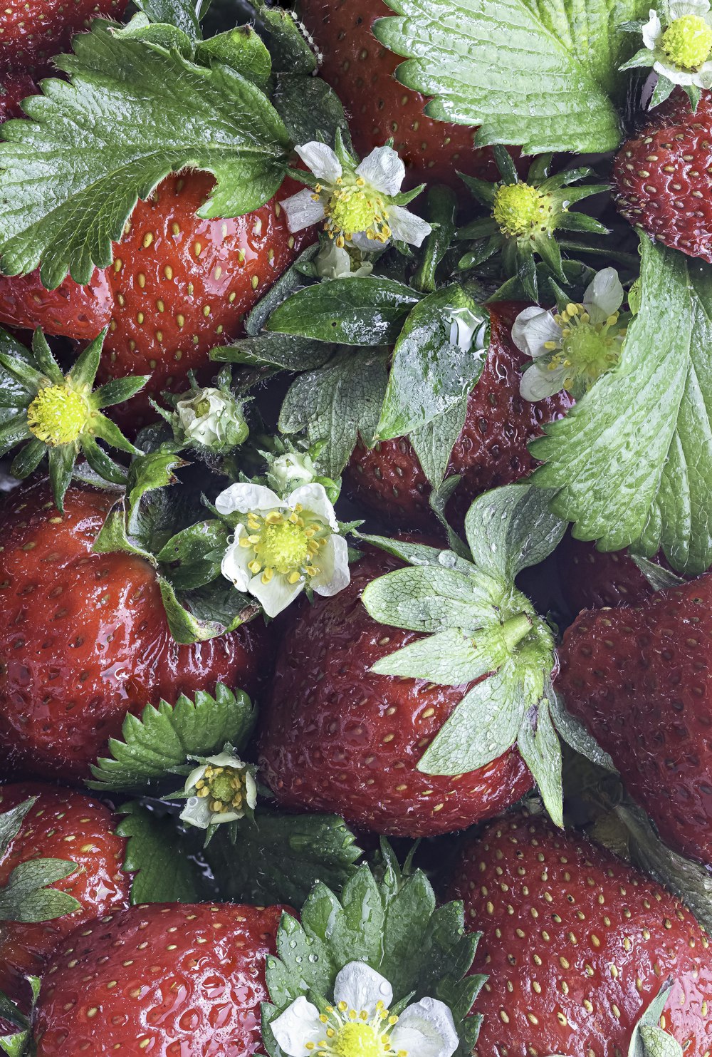 a close up of a bunch of strawberries