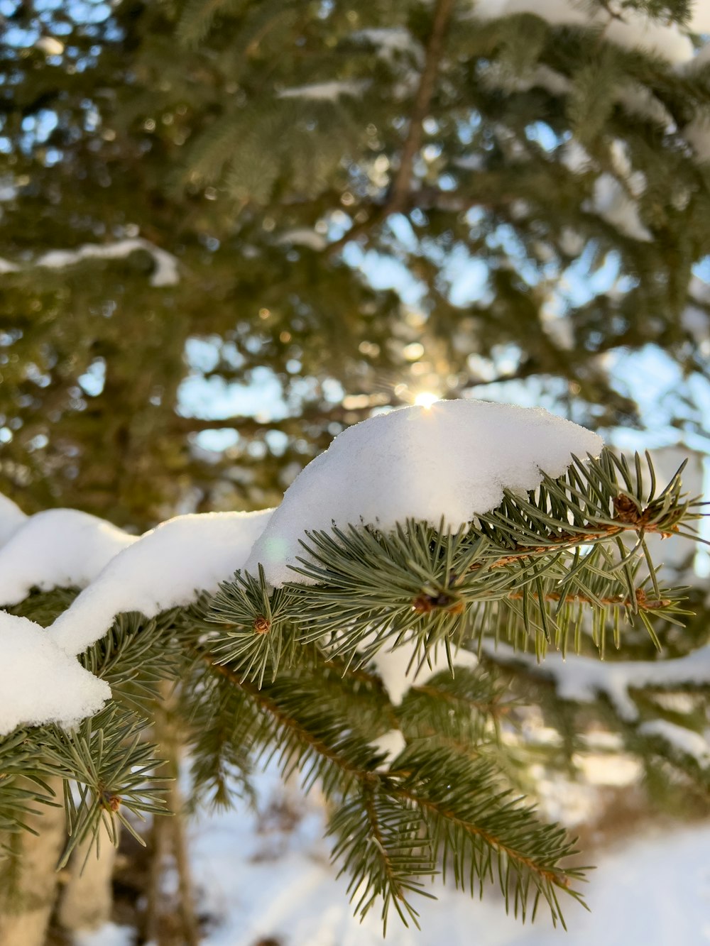 a snow covered pine tree branch with snow on it