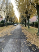 Leaf removal in progress on a tree-lined street with piles of colorful autumn leaves.