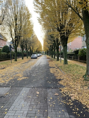Leaf removal in progress on a tree-lined street with piles of colorful autumn leaves.