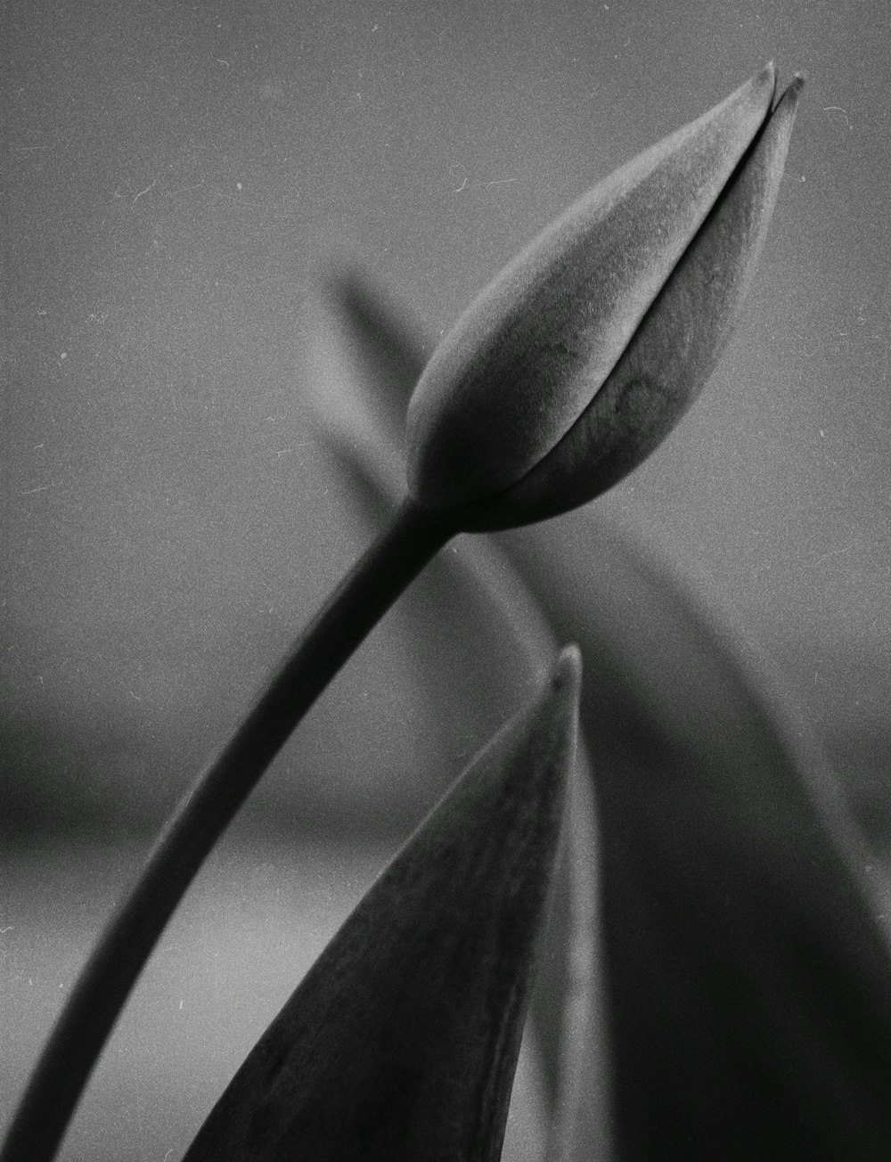 a black and white photo of a flower