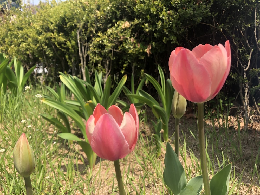 a group of pink flowers in a field