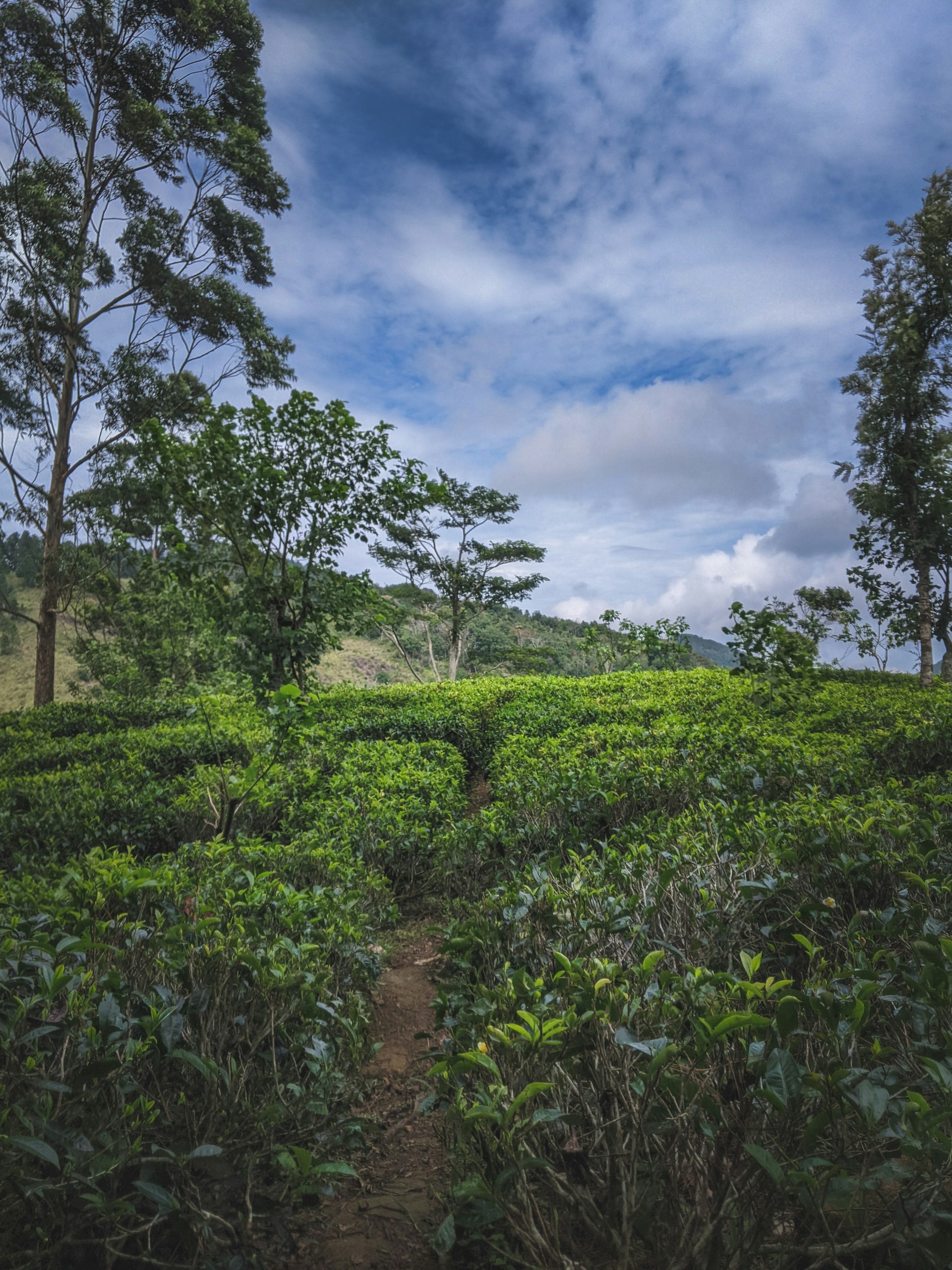 a dirt path in a tea plantation surrounded by trees