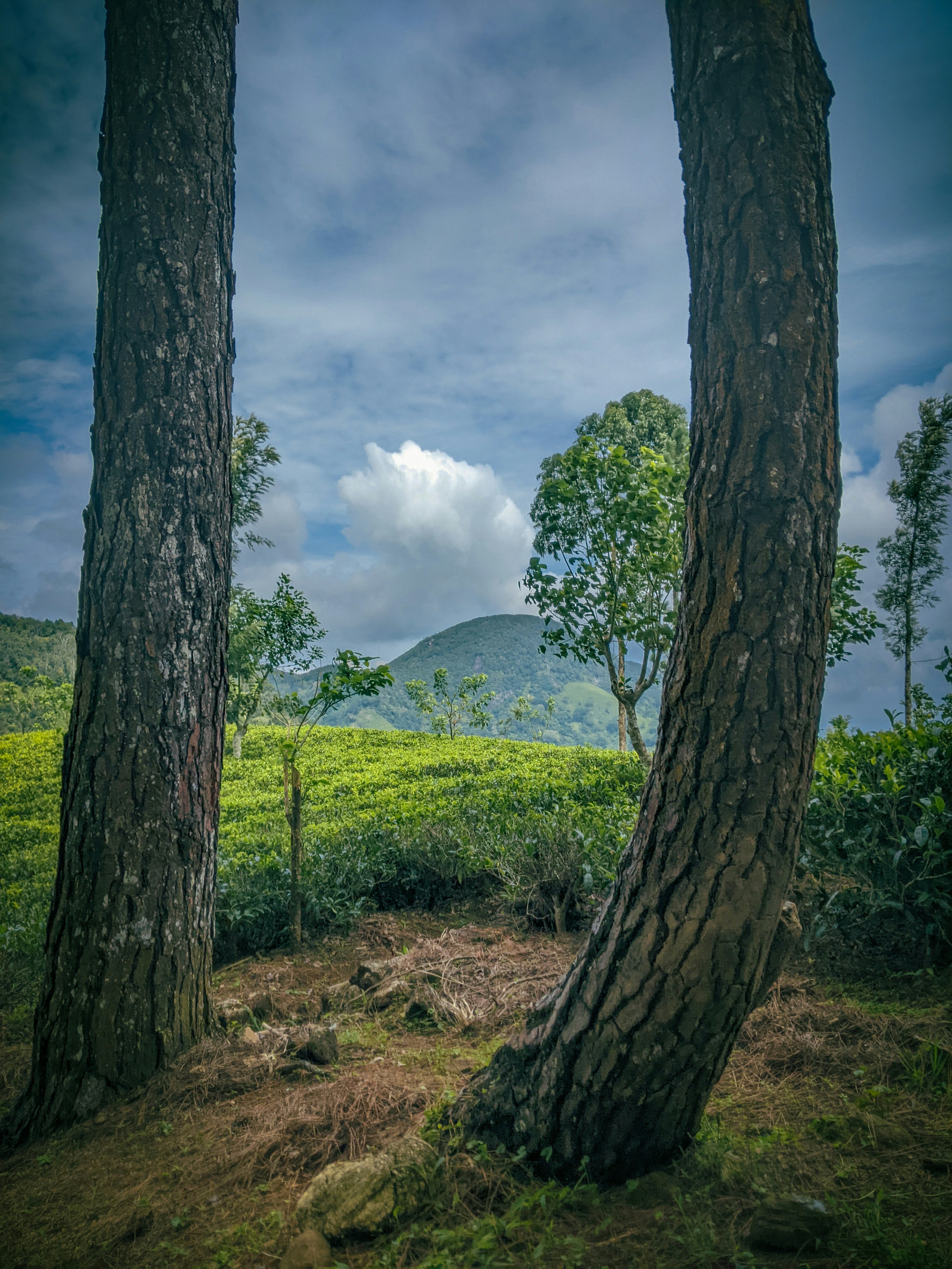 Tea Plantations, Nuwara Eliya