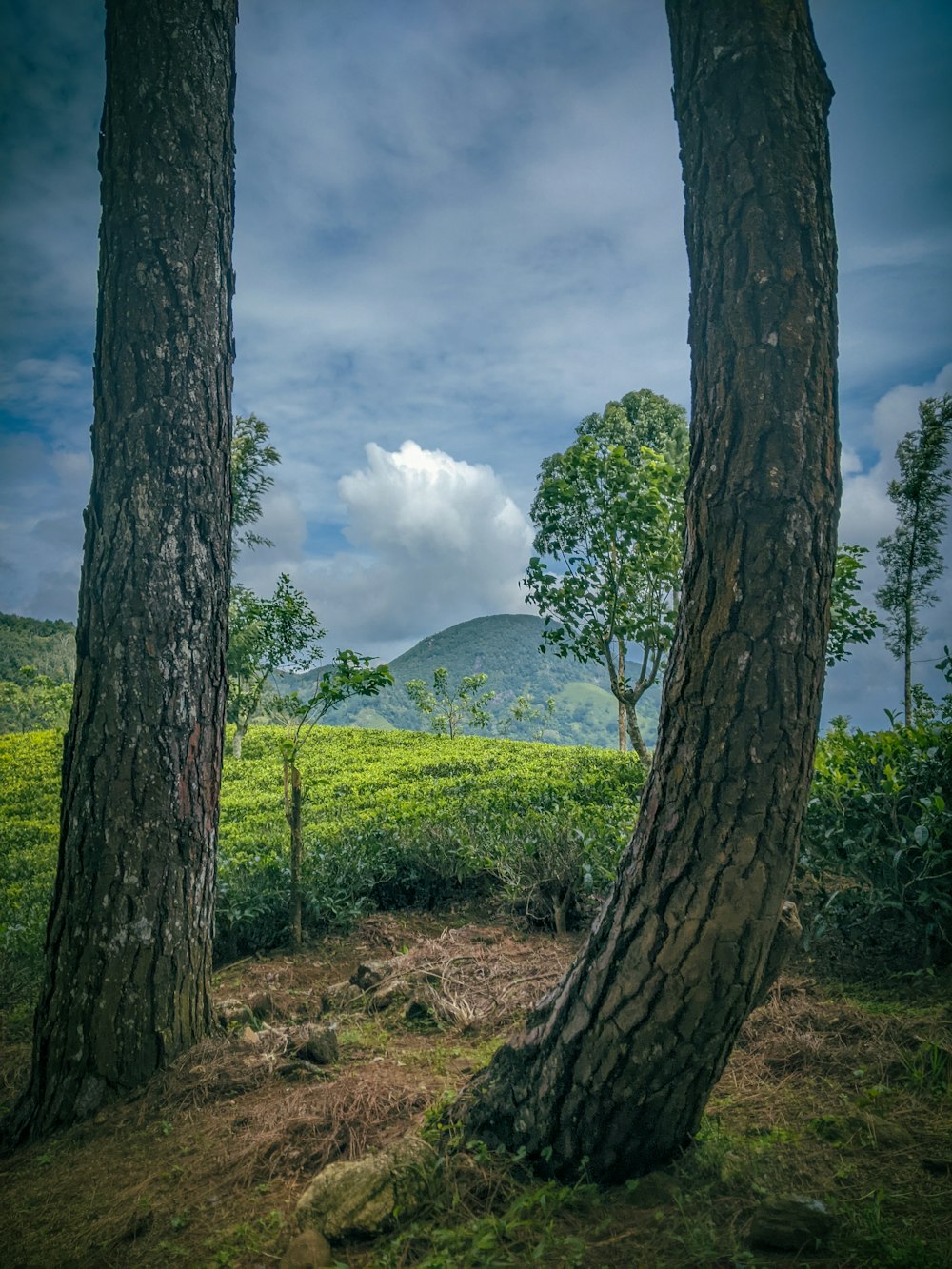 a couple of trees that are standing in the grass