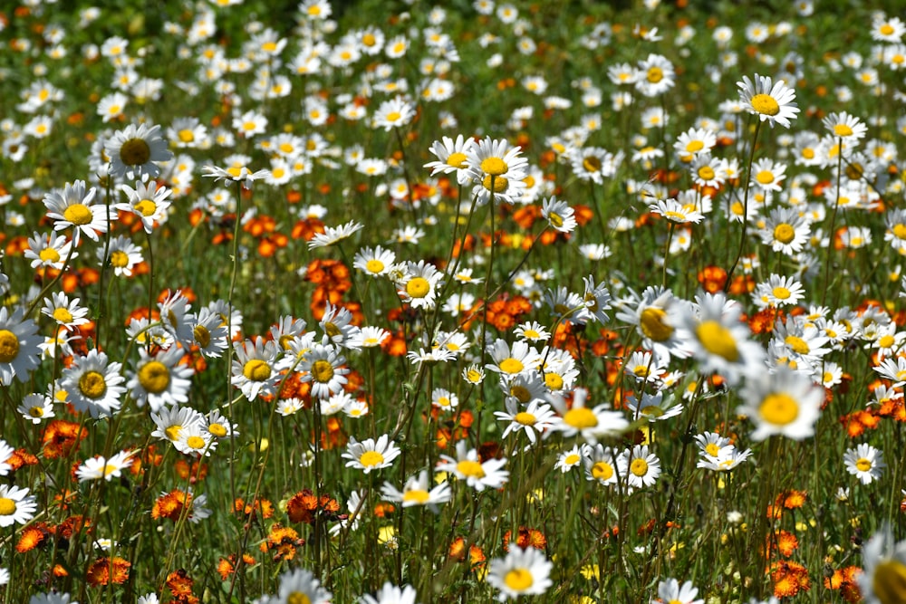 um campo cheio de flores brancas e alaranjadas