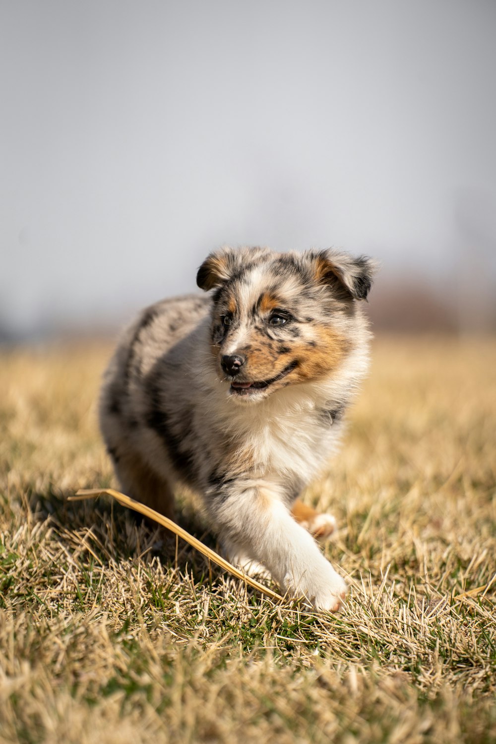 a small dog running across a grass covered field