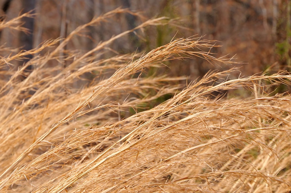 a close up of a bunch of dry grass