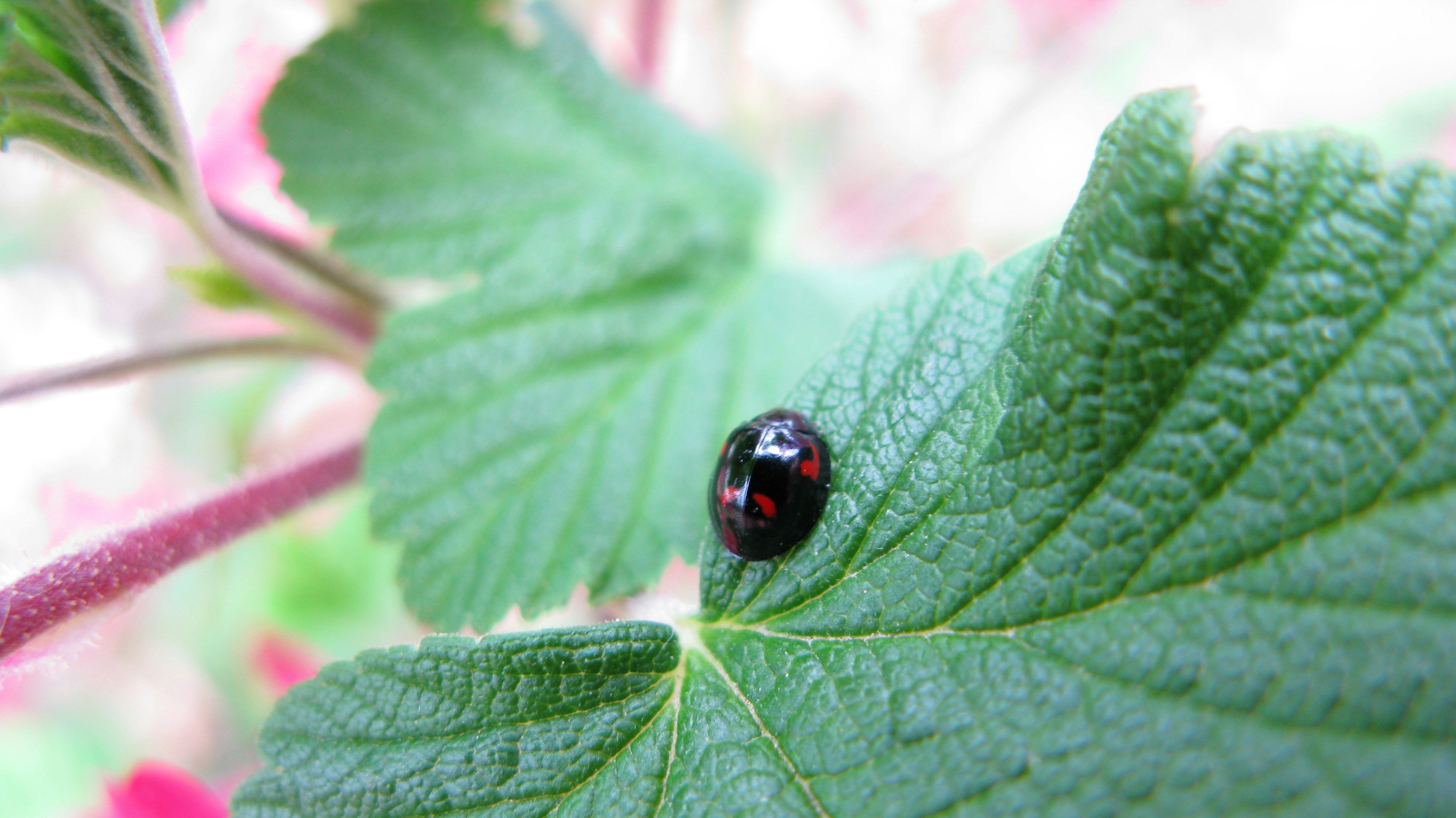 A lady bug sitting on top of a green leaf photo – Free Macro Image on ...