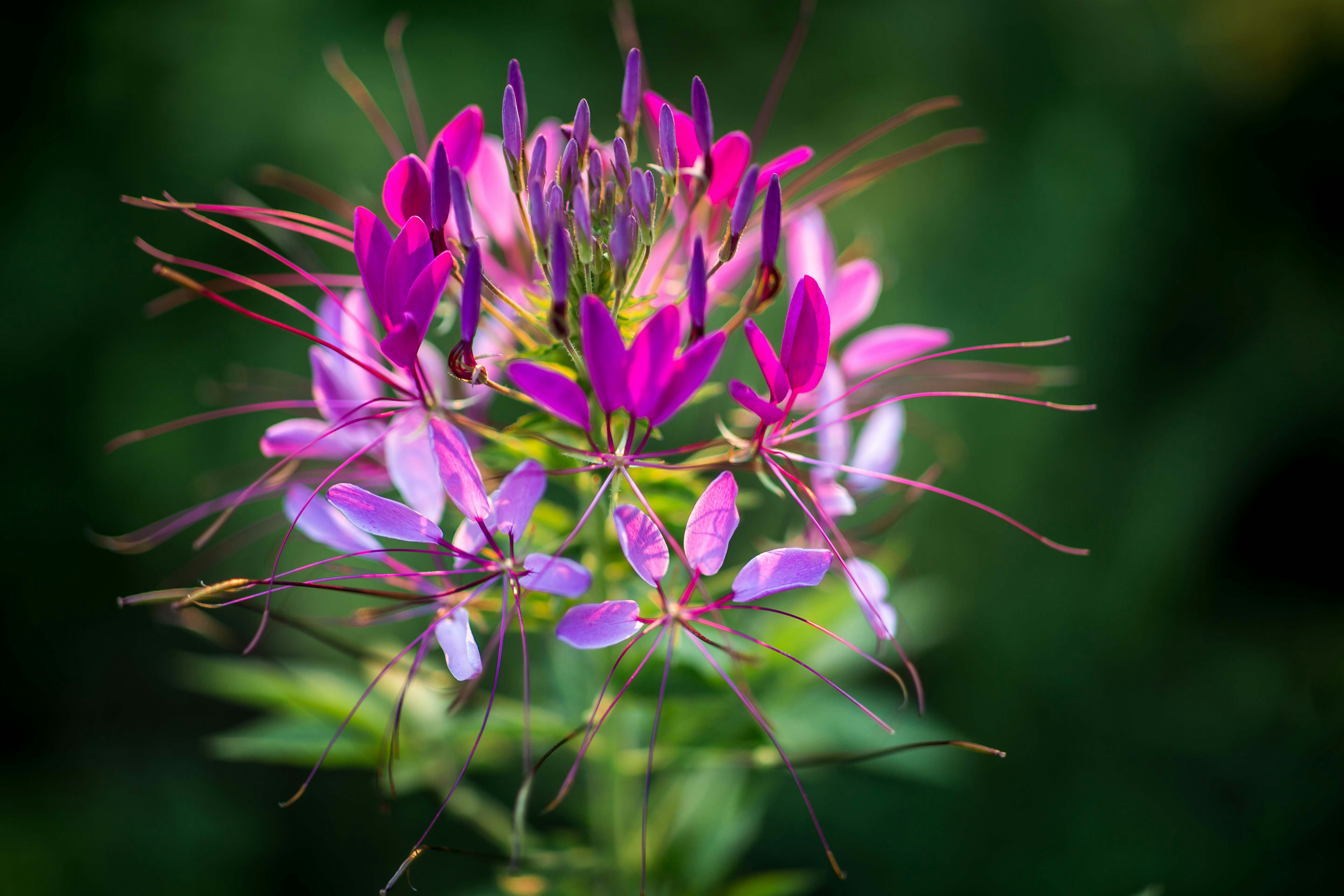 Photo by ccronan
