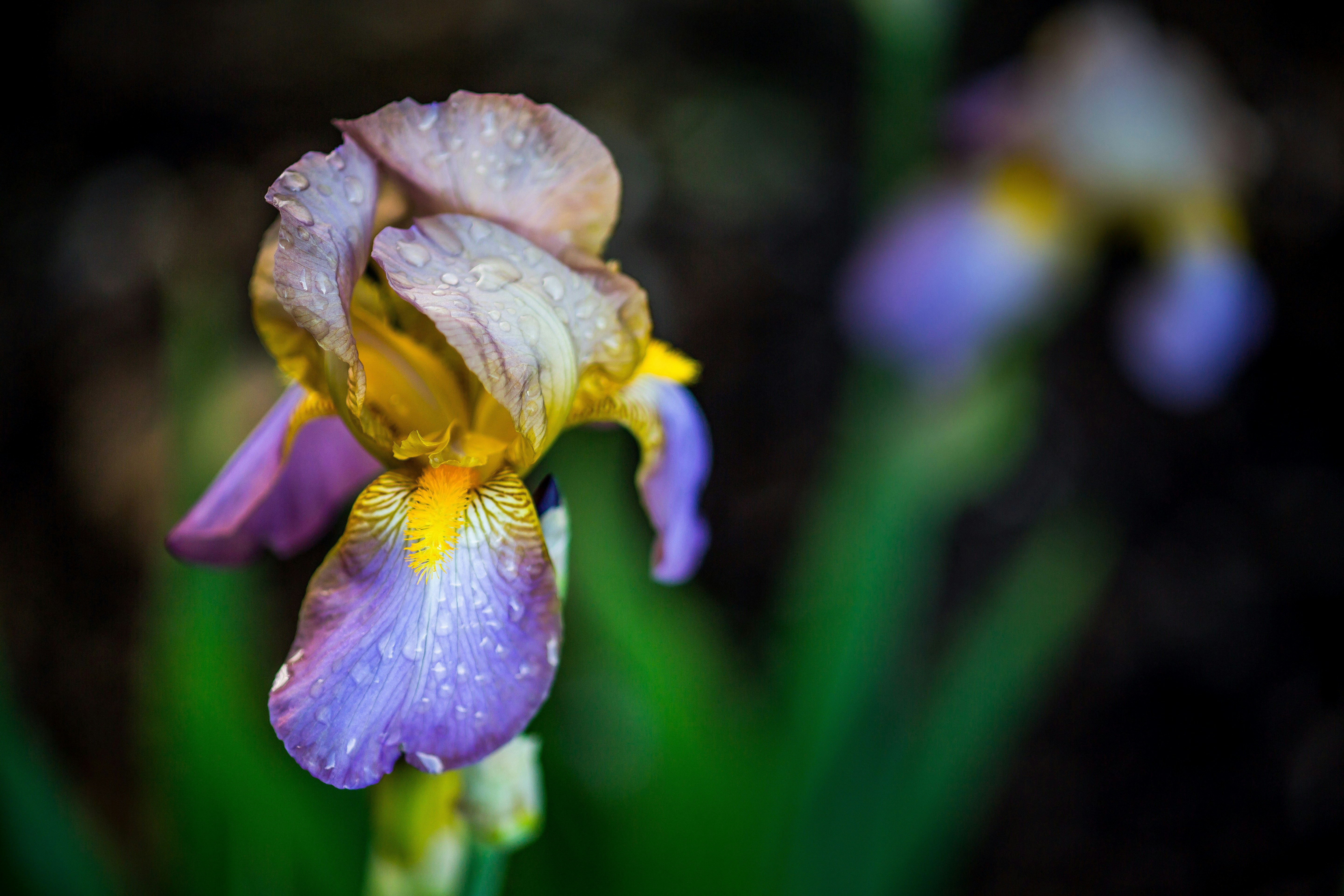 Photo by ccronan
