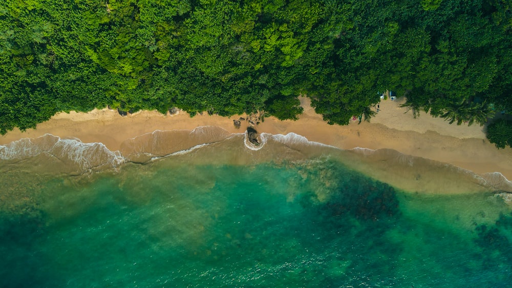 an aerial view of a beach and trees