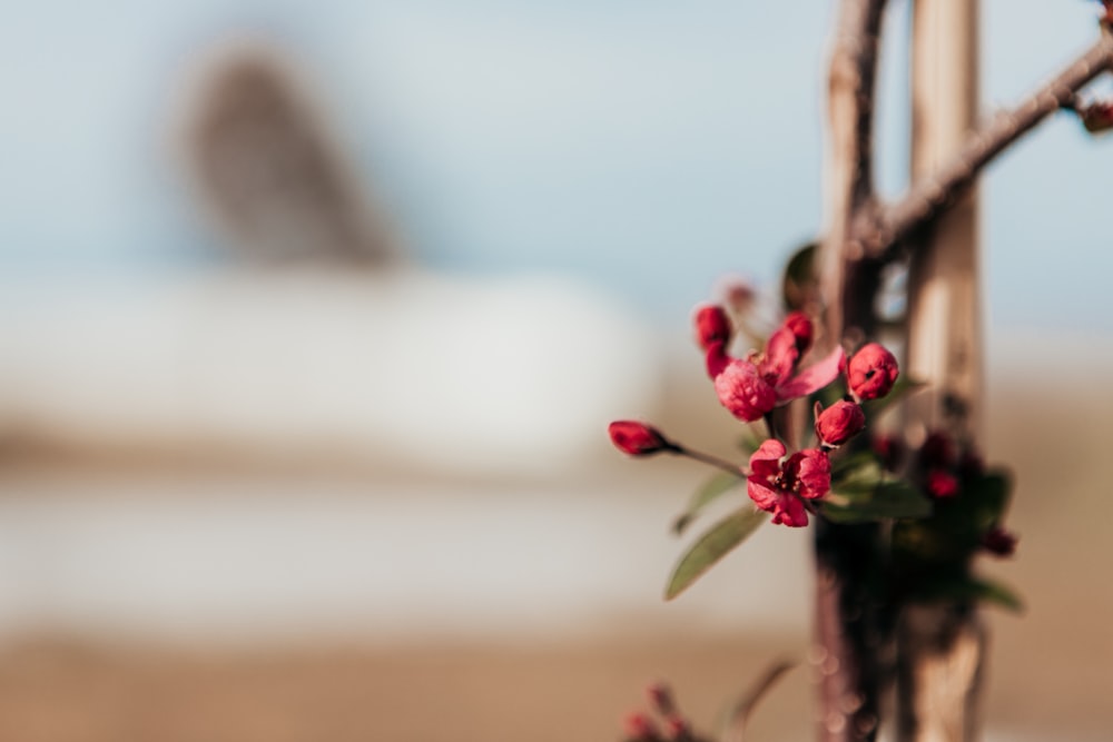 a close up of a branch with red flowers