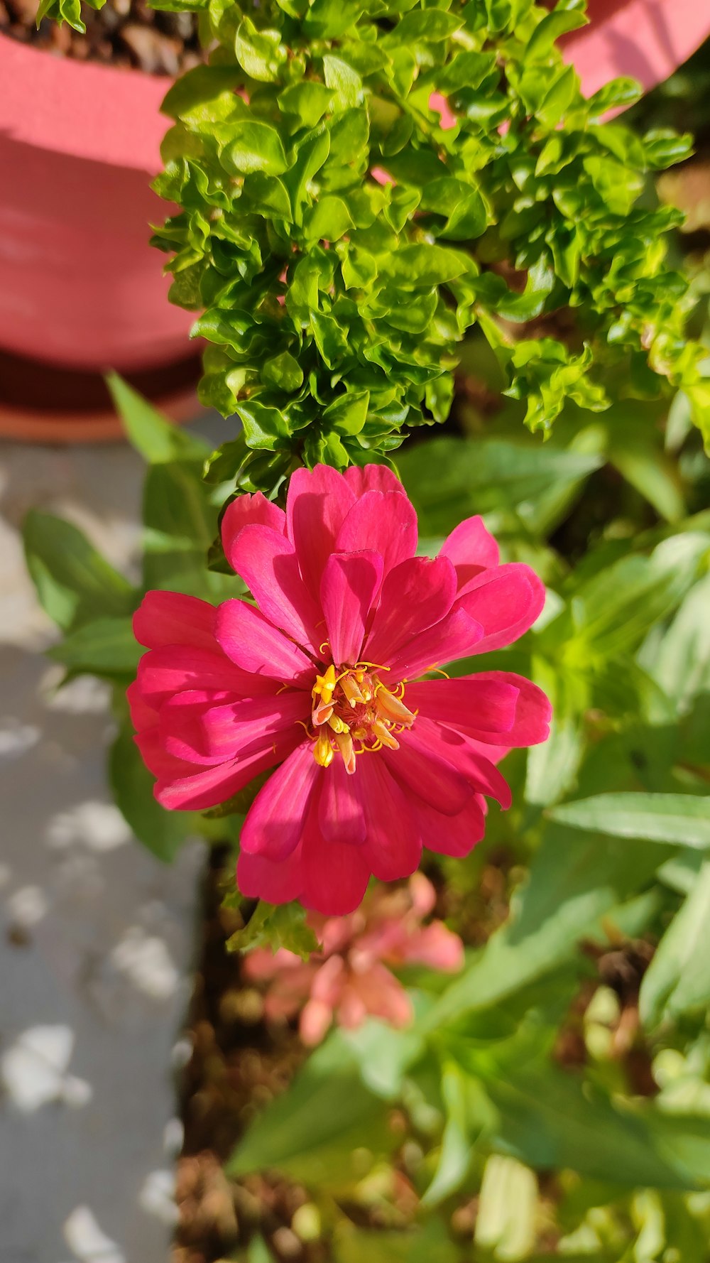 a pink flower is blooming in a garden