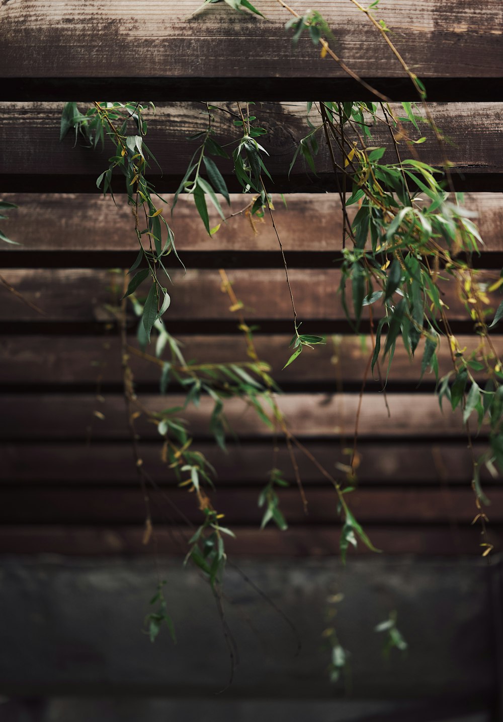 a close up of a plant on a wooden bench