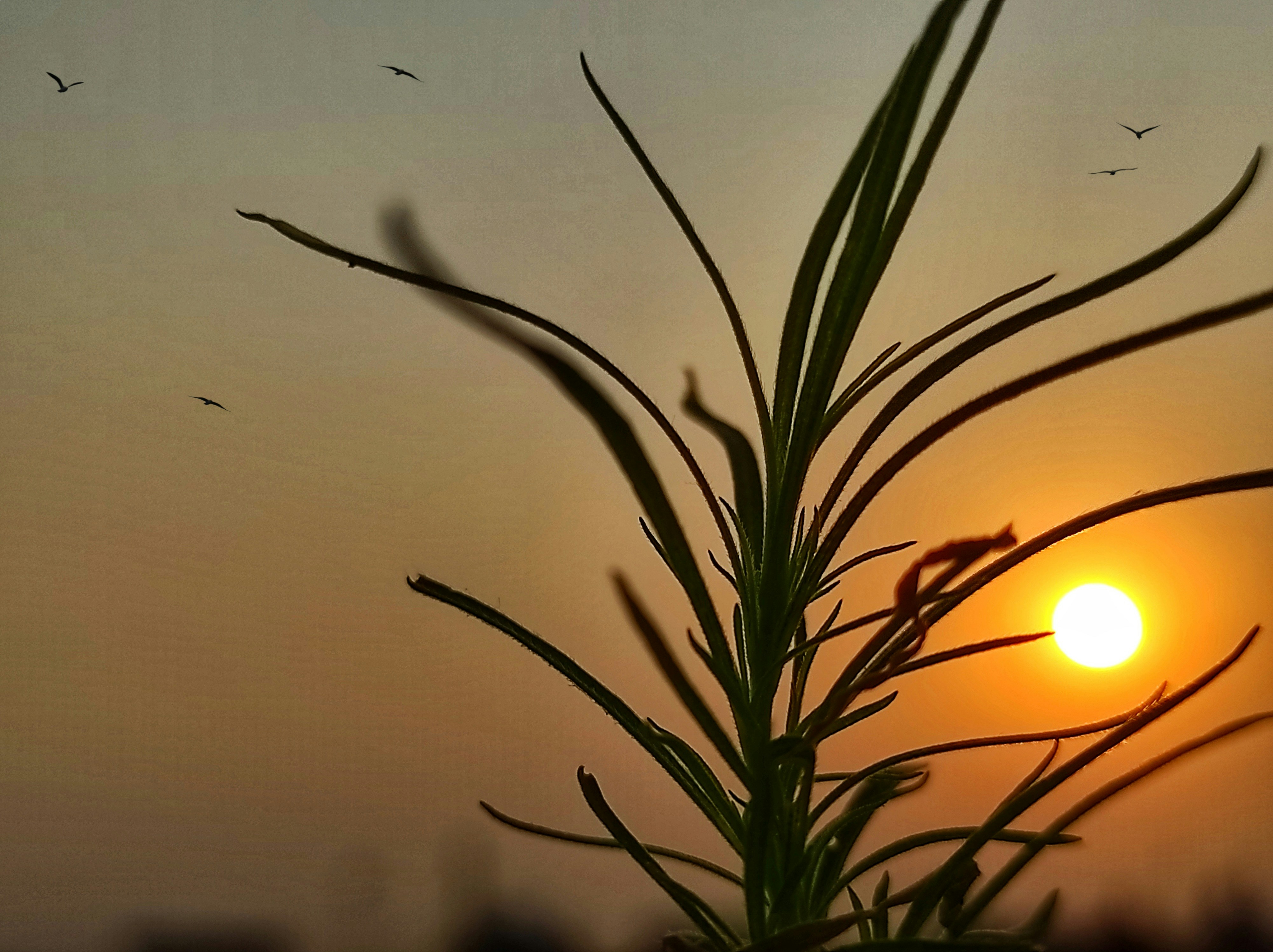 the sun is setting over a field of grass